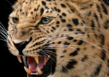 growling-leopard_db1a70da-77cb-11e8-ada9-0239ece95d2f-1140x570