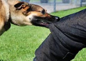 Dogs bite