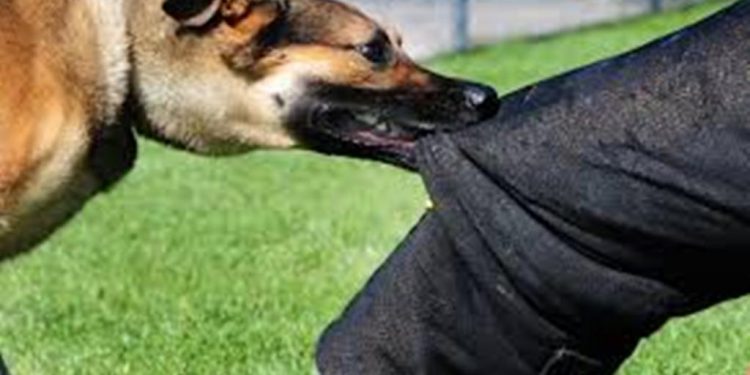 Dogs bite