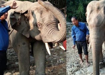 Braving heat, bending rules, 4 Assam elephants being sent to Ahmedabad