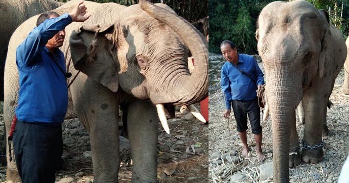Braving heat, bending rules, 4 Assam elephants being sent to Ahmedabad