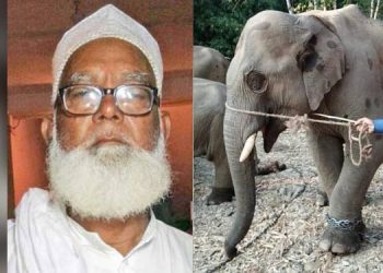 Elephant