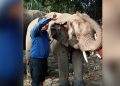 Tatkal arrangements make elephants journey to Gujarat “murky”