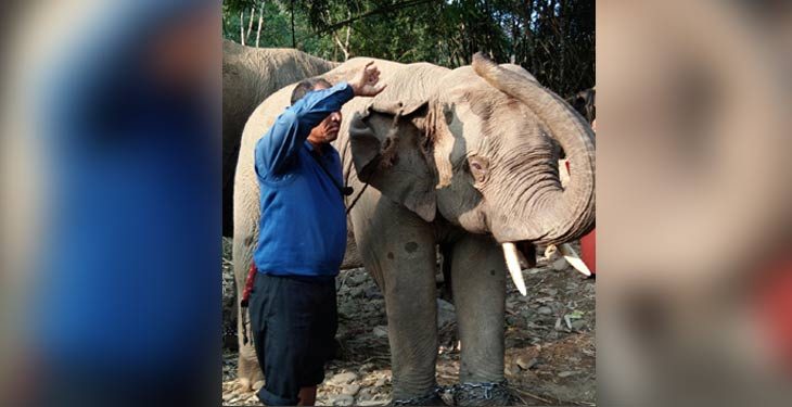 Tatkal arrangements make elephants journey to Gujarat “murky”