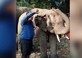 Fear of deaths make Gujarat journey “edgy” for Assam elephants