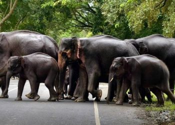 Assam Forest accords “domestic” status to 2 wild elephants