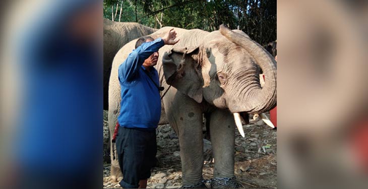 Fear of deaths make Gujarat journey “edgy” for Assam elephants