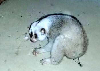 বোকাখাত চাহ বাগিচাৰ পাম্প লাইনত লাজুকী বান্দৰ উদ্ধাৰ