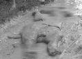 Dead baby Jumbo