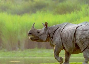 Kaziranga