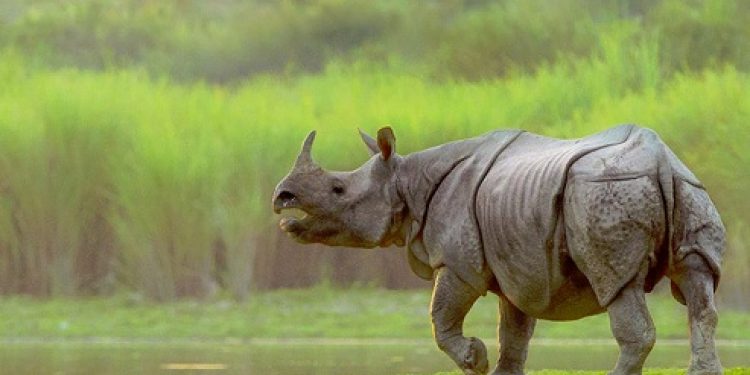Kaziranga