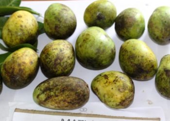 Mati-Aam-750x375