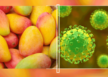 Nipah-Virus-Alert