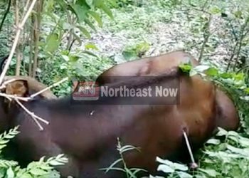বাক্সাত মেঠোনৰ আক্ৰমণত পাঁচজন আহত, দুজনৰ অৱস্থা সংকটজনক
