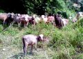 মহানগৰীত ব্ৰহ্মপুত্ৰত উটি অহা ৪০ টা ম’হ উদ্ধাৰ