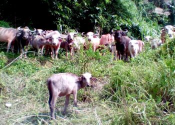 মহানগৰীত ব্ৰহ্মপুত্ৰত উটি অহা ৪০ টা ম’হ উদ্ধাৰ