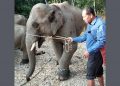 elephant-1-1140x570