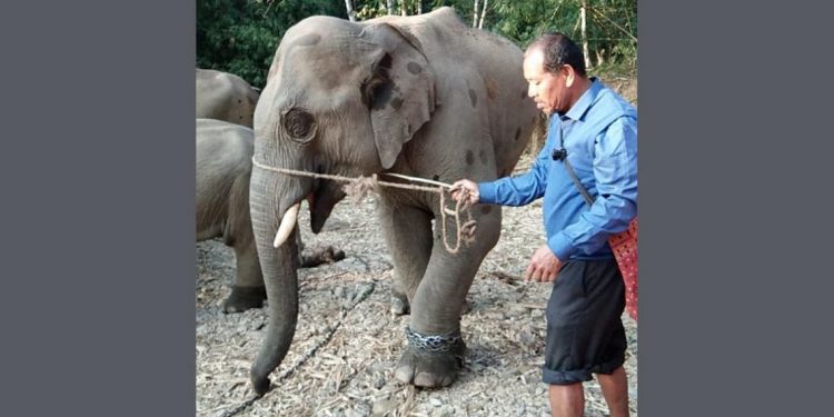 elephant-1-1140x570