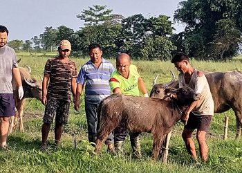 কাজিৰঙাত পশুধনৰ প্ৰতিষেধক প্ৰদানৰ অভিযান; সুৰক্ষিত হ’ব কাজিৰঙাৰ বন্যপ্ৰাণী