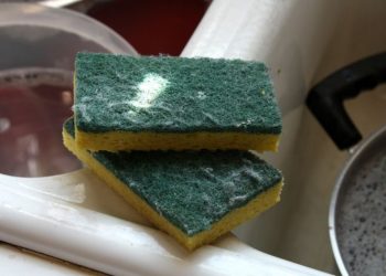 kitchen sponge