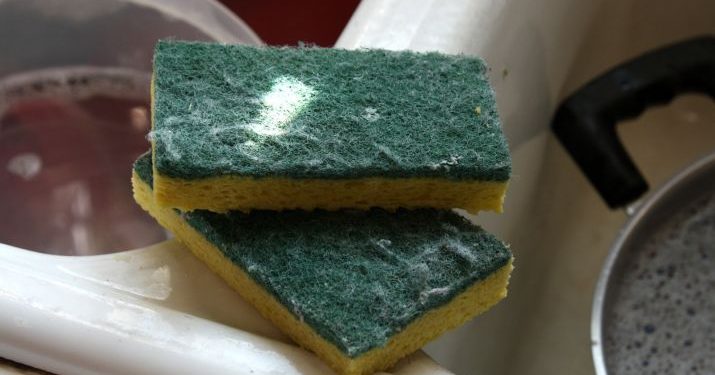 kitchen sponge