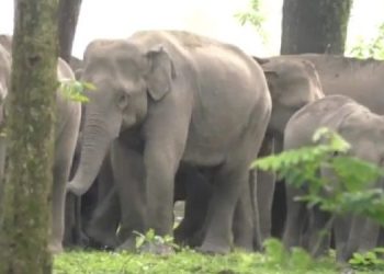 61 Assam elephants transported outside remain “trace-less”