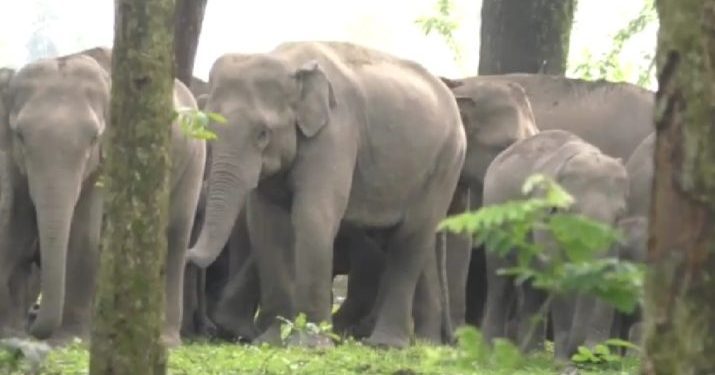 61 Assam elephants transported outside remain “trace-less”