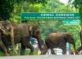 Assam flood: 28 animals lost lives in Kaziranga national park