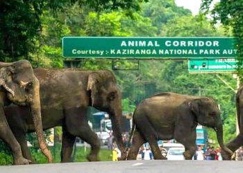 Assam flood: 28 animals lost lives in Kaziranga national park