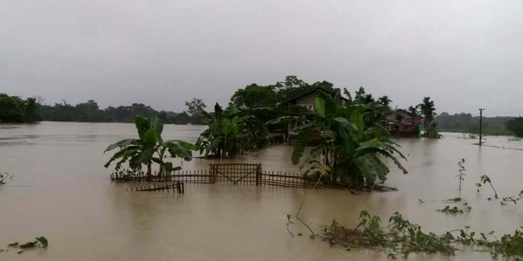 পাঠশালাৰ বানৰ দৃশ্য। ফটো য়ু বি