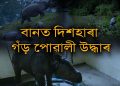 কাজিৰঙাত পুনৰ গঁড়ৰ পোৱালি উদ্ধাৰ; এইপৰ্যন্ত ৫ টা গঁড়সহ মুঠ ৩৯টা বন্যপ্ৰাণীৰ মৃত্যু