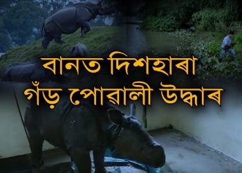কাজিৰঙাত পুনৰ গঁড়ৰ পোৱালি উদ্ধাৰ; এইপৰ্যন্ত ৫ টা গঁড়সহ মুঠ ৩৯টা বন্যপ্ৰাণীৰ মৃত্যু