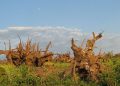 Pakke Tiger Reserve Assam and NE lead India's deforestation