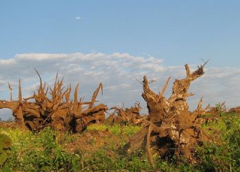 Pakke Tiger Reserve Assam and NE lead India's deforestation