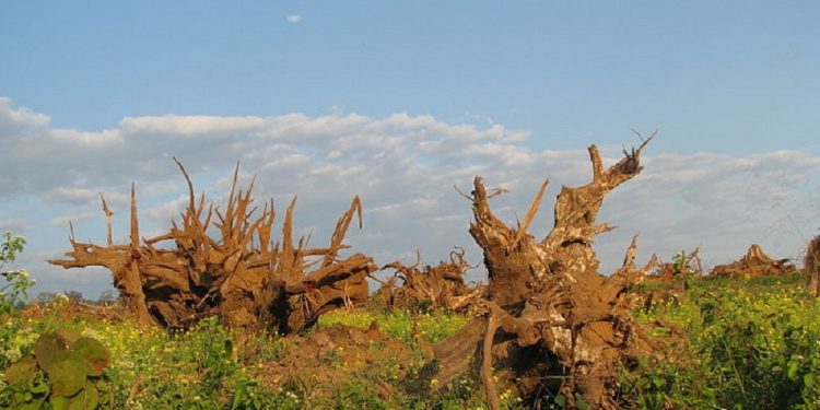 Pakke Tiger Reserve Assam and NE lead India's deforestation