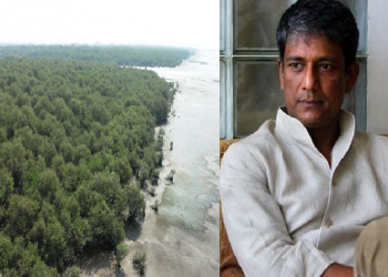 Adil Mangrove tree