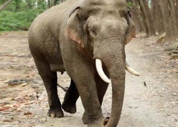 Did Assam Forest keep New Delhi in dark on 4 elephants’ transport bid to Gujarat?
