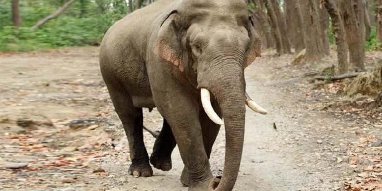 Did Assam Forest keep New Delhi in dark on 4 elephants’ transport bid to Gujarat?