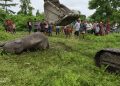 শদিয়াত বানপানীত খাদ্যৰ অভাৱত ভুগি বনৰীয়া হাতীৰ মৃত্যু