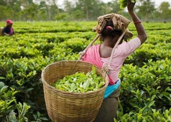 Assam tea garden