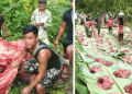 Mizoram Forest Dept “inert” over people feasting on elephant meatTake action against animal cruelty: Appeals Assam MPs