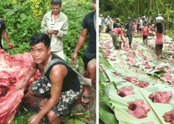 Mizoram Forest Dept “inert” over people feasting on elephant meatTake action against animal cruelty: Appeals Assam MPs