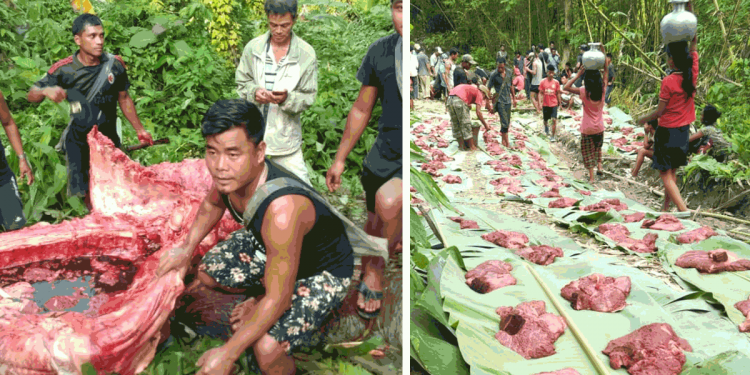Mizoram Forest Dept “inert” over people feasting on elephant meatTake action against animal cruelty: Appeals Assam MPs