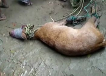 কলিয়াবৰৰ আমবাগানত কাজিৰঙাৰ পৰা ওলাই অহা পহু উদ্ধাৰ; স্থানীয় ৰাইজে গতালে বনবিভাগক
