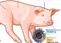 Assam records first case of swine flu death this year