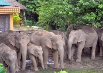Elephant smugglers network run across Assam, Arunachal Pradesh and Nagaland