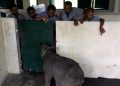 কাজিৰঙাৰ উদ্ধাৰ কেন্দ্ৰলৈ অনা হ’ল বিশ্বনাথত মাতৃৰ পৰা বিচ্ছেদিত ৩ মহীয়া গঁড় পোৱালী