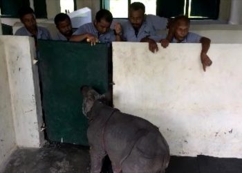 কাজিৰঙাৰ উদ্ধাৰ কেন্দ্ৰলৈ অনা হ’ল বিশ্বনাথত মাতৃৰ পৰা বিচ্ছেদিত ৩ মহীয়া গঁড় পোৱালী