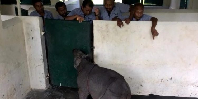 উদ্ধাৰ কৰা গঁড পোৱালীটো