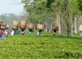 assam_tea-680x365